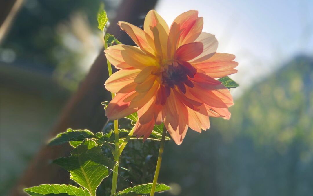 The Last Standing Flower